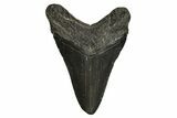 Fossil Megalodon Tooth - South Carolina #297434-1